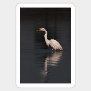 Great Egret Sticker